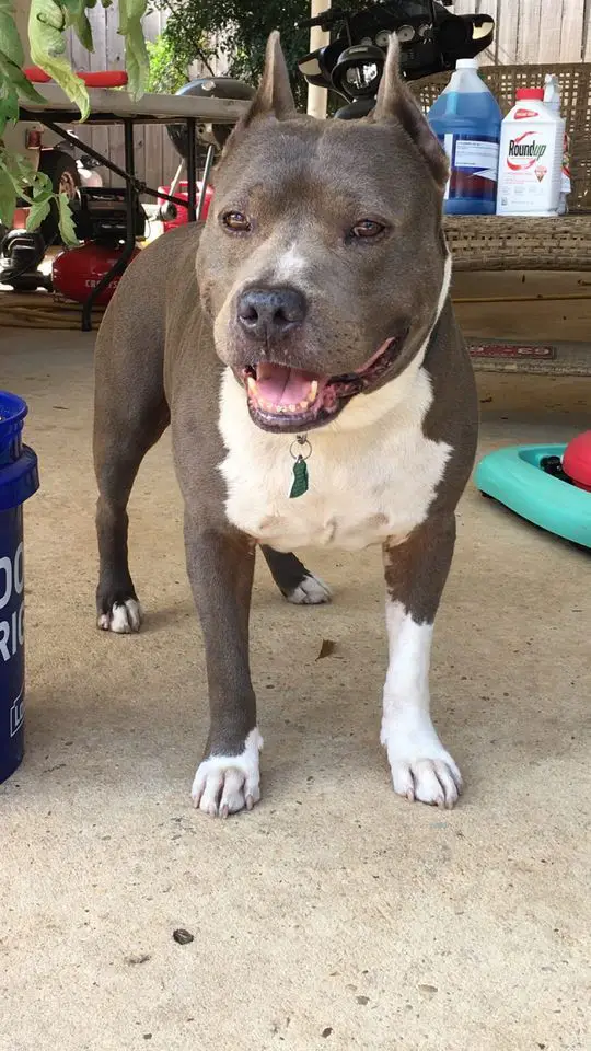 Nobles Loyal Mordecai