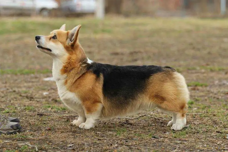 RUS,RKF,JRUS, 3*CACIB Lascoviy Zver Brigantina Udachi