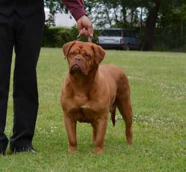 Australian Champion Paragon's Ruby