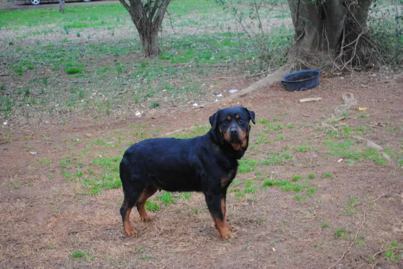 Jaded Angel Von Lefler