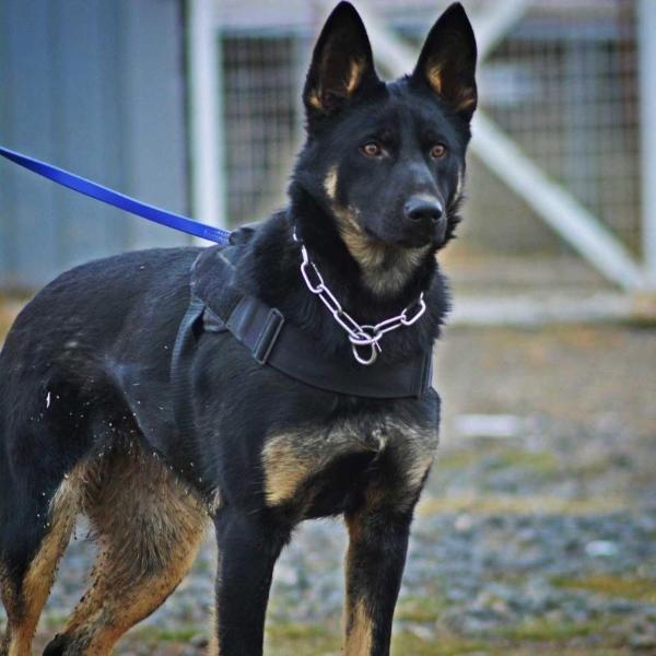 Echo Vom Alabama Police K9