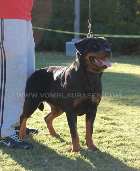 V1 Dusia Von Kozak Rottweilers