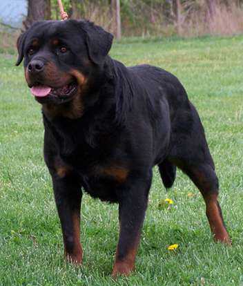 CH.SCG Aksa Elez Rott