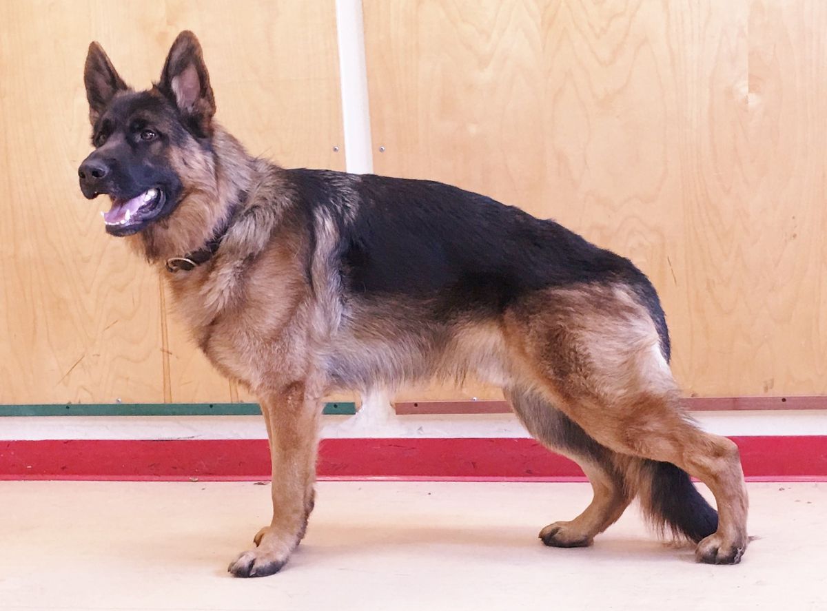 Finnigan Vom Lebenstraum