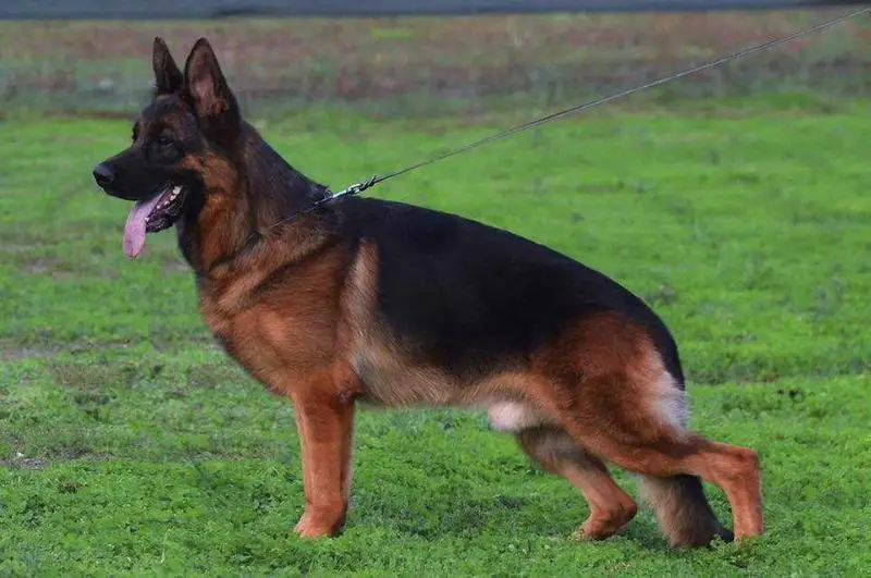 V Renault di Casa Scognamiglio