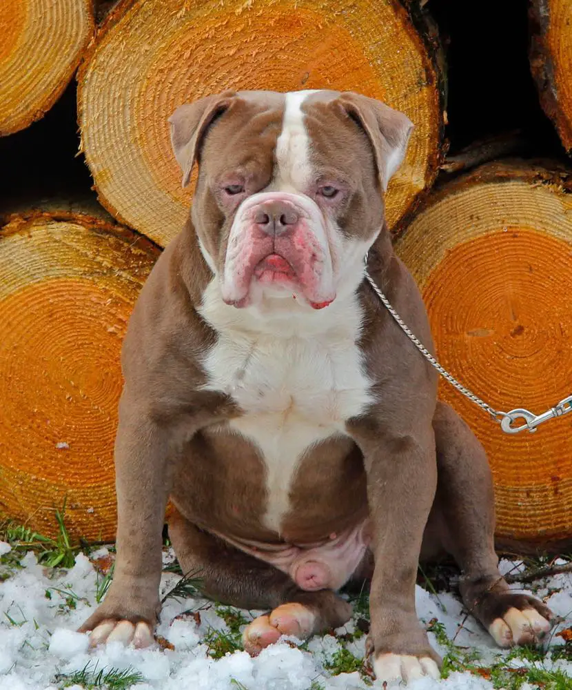 SunShineBull's DOLLAR of Bullforce