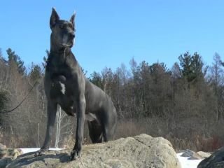 Sunrise's Marvelous Morgan