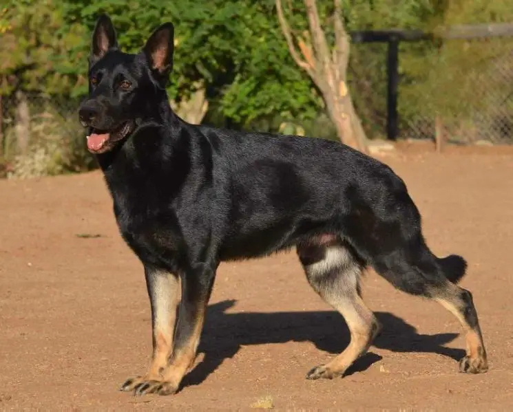 Gunner vom Haus Spitzenhund