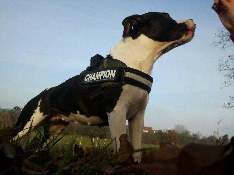 Komtesse Viva Von der Veste Rohr