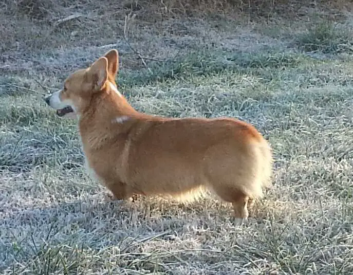 Absolute Aelsong White GoGo Boots