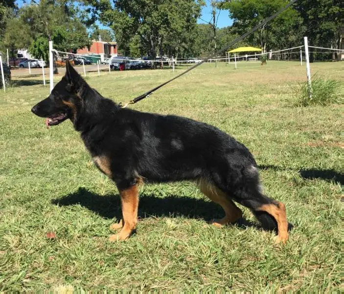 Kayrossi Game Changer