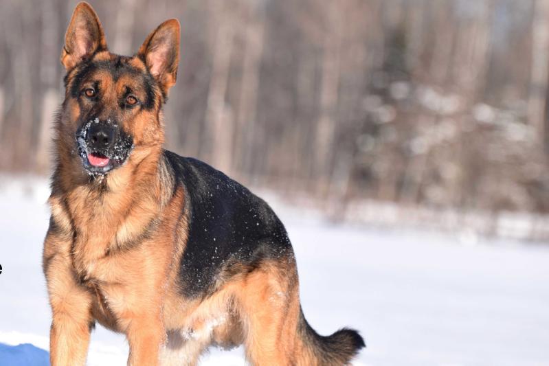 SG1 Sniper Kaiser du Domaine