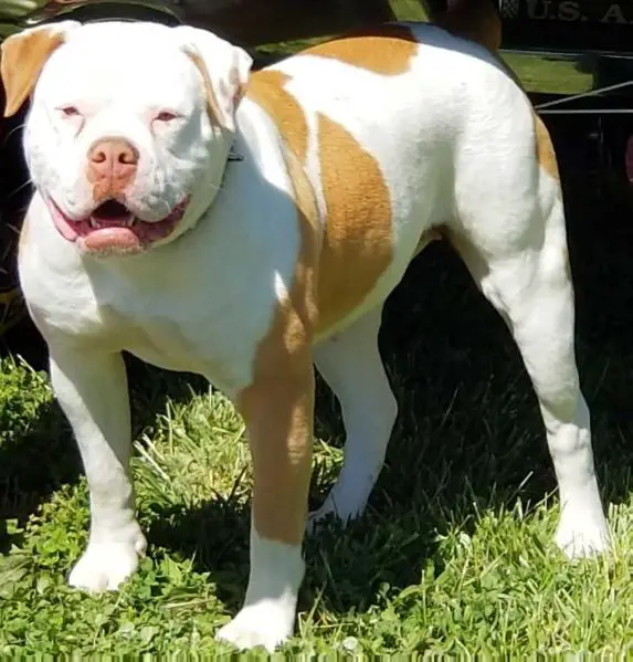 NKC Show Champion GGK's Perfect Storm of Dean's