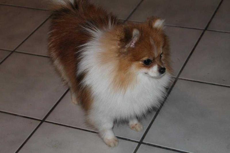 Dolce Vita's Daisy Duke