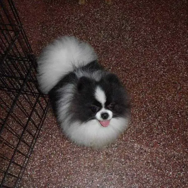 Bonnie's Hotshot Jr. Parti At Loriet