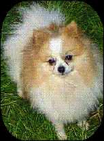 Cjm's Majestic Dancer of Levs