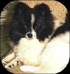 Loriet's Amanda Panda