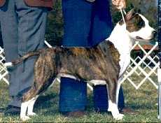 AKC Ch Fraja EC Winning Ticket