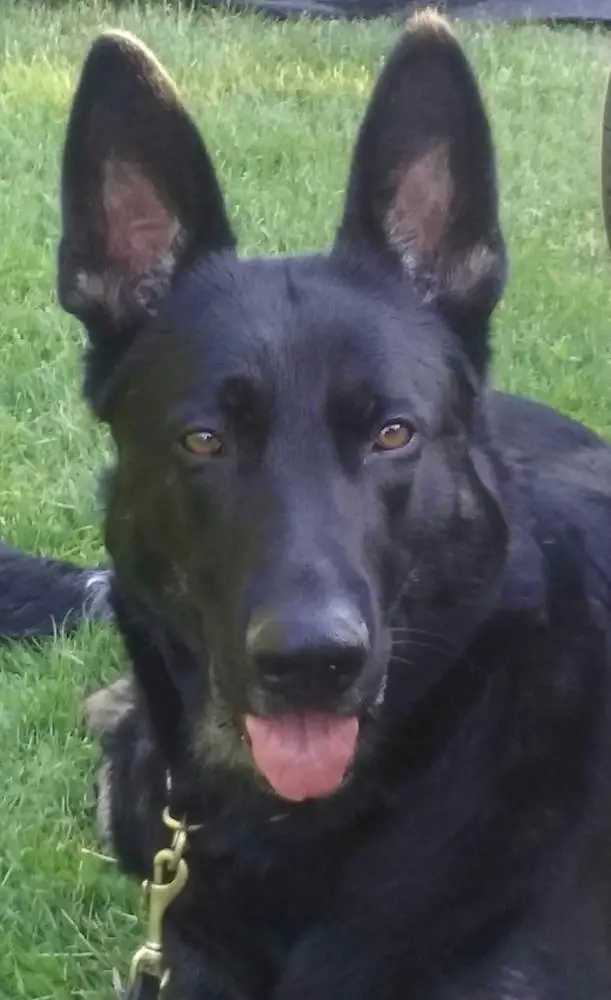 Diwaid's Southern My-Ahh Girl