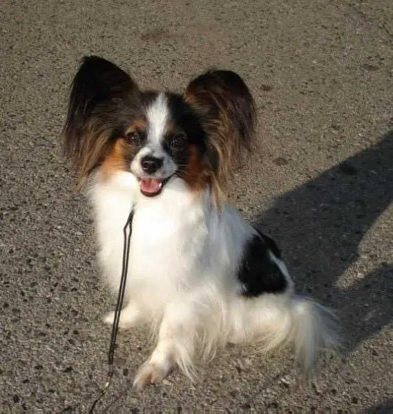 Silvermorning's Dreamcatcher