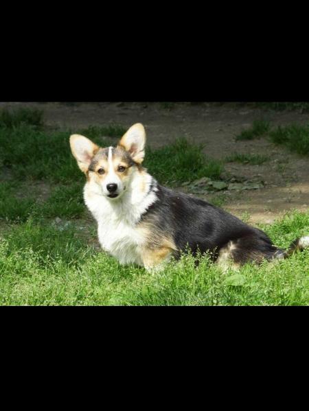 Ulla de Il Larice Bianco