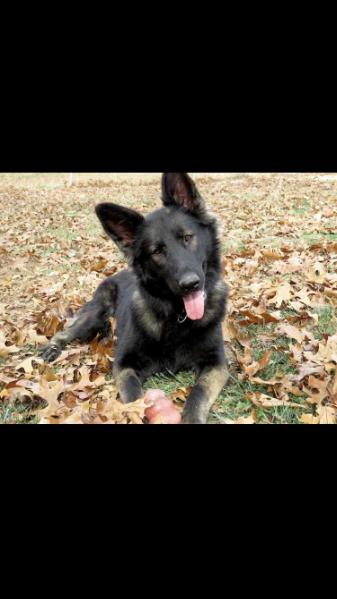 Dusinka V. Haus Kalia