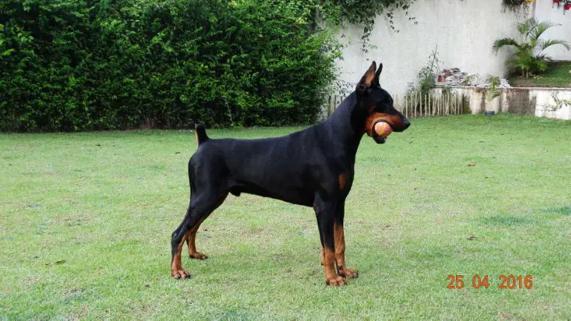 Best (100%25 European Dobermann) in Ranking of CBRD of 2015 Rudolf (Enzo) di Mônaco