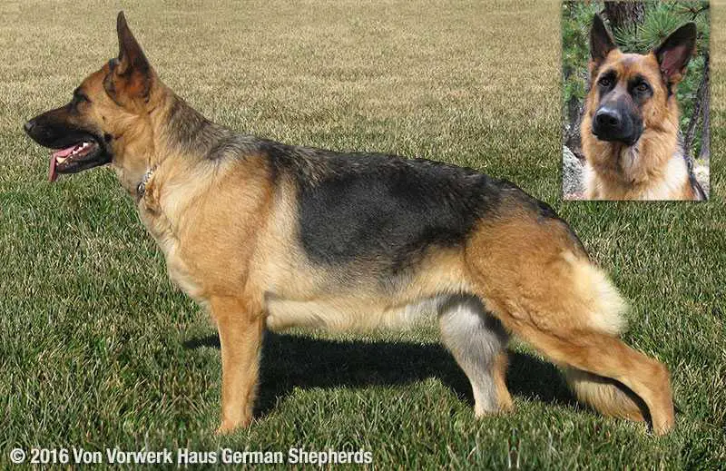 Kautia Vorwerk von Rief