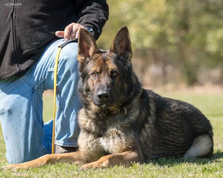 V Waran von der Feuersäule