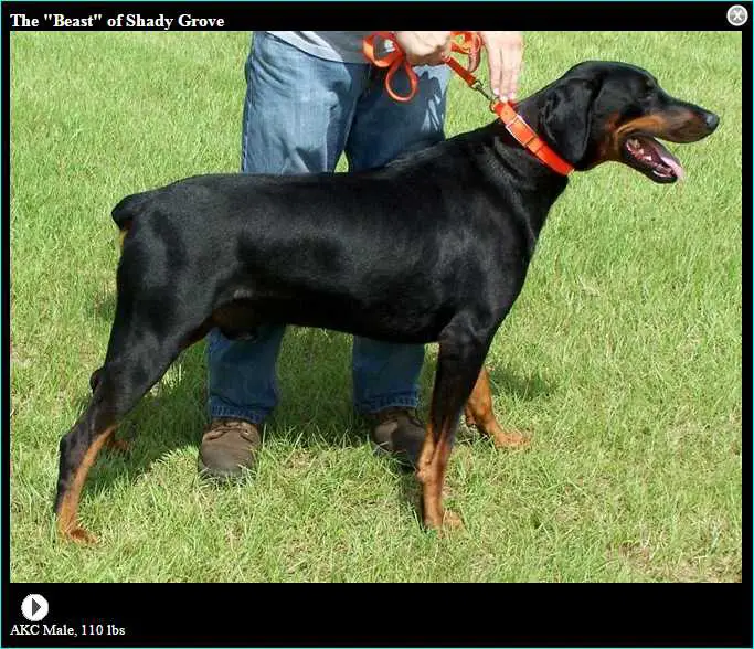 THE BEAST OF SHADY GROVE