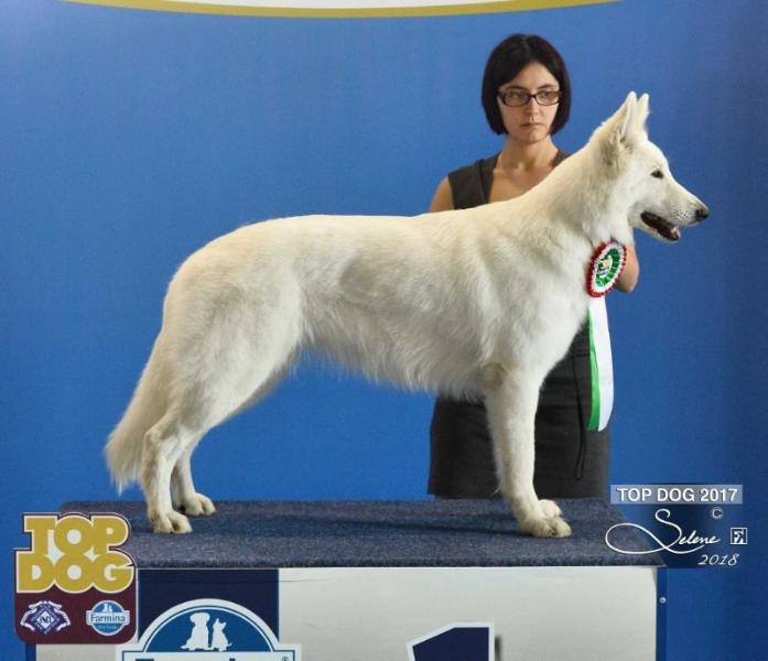 Jch-IT/JTOP DOG/ Ch-RSM-RSrb-BiH / GCh-BiH/ IntCh Cherokee Chaina Rayen