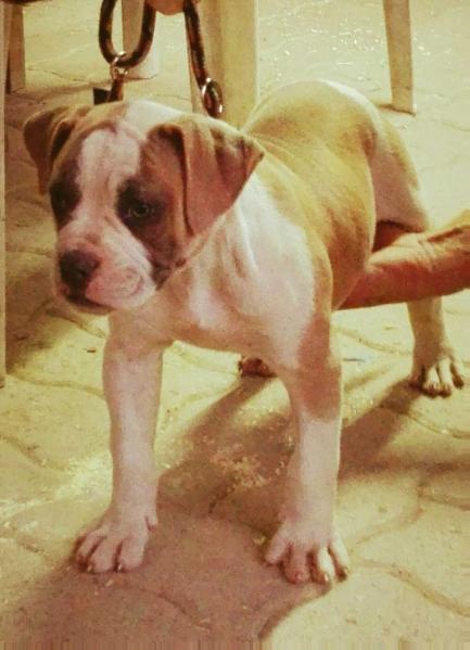 Dream House's Roxie of Venezia Kennel