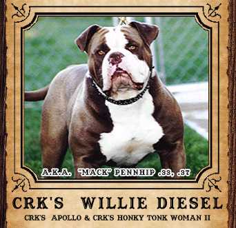 Cattle Rusler Kennel's  Willie Diesel