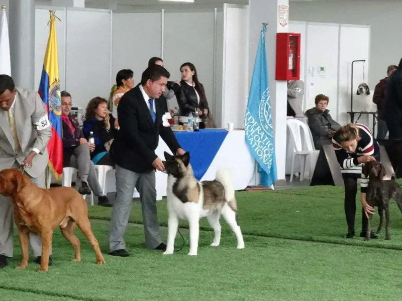 AGJ's Queen Elizabeth