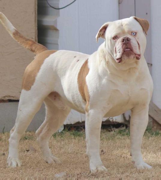 BullyBadass's Magic Man