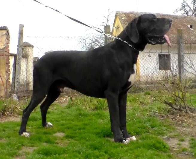 Raven Von Unterwein