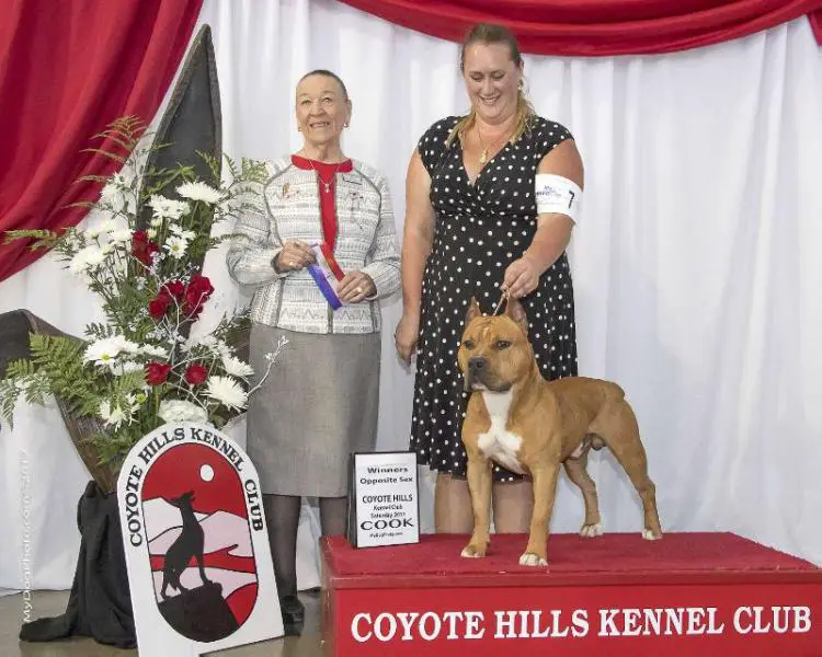 Ironstone's Golden State Warrior