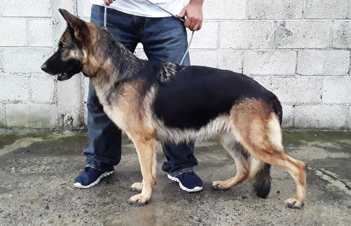 Aisha de Luna Azul