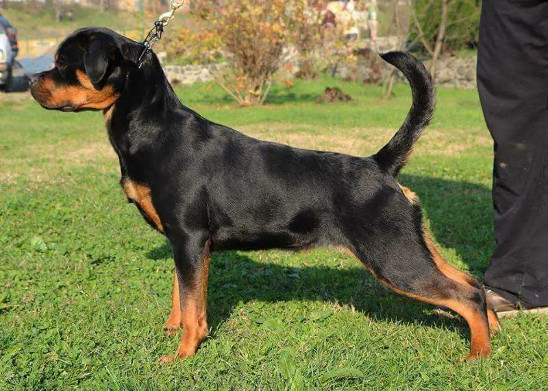 Keca De Malaga Fiorini