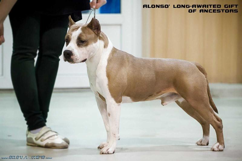 JCH RUS, CH RUS, CH RKF Alonso's Long-awaited Gift of Ancestors