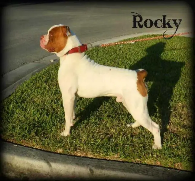 Byfb Rocky