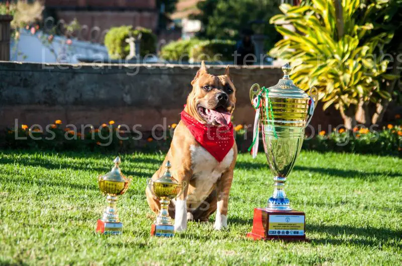 Best in Show Mada dog show 2017 Lobotown Right Staf Double D