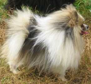 Cjms Cloud Dancin Romeo