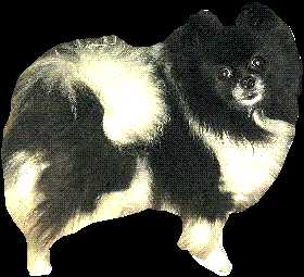 Powderpuffs First Lady O Loriet