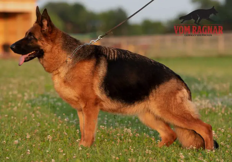 SG Jovana Vom Team Panoniansee