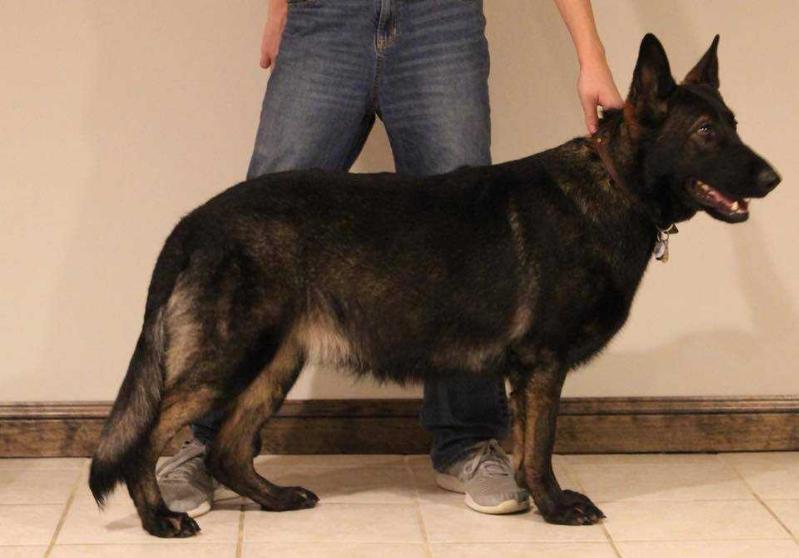 Bryx Von Shaffer Haus