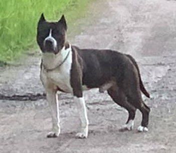 Divinity's Thunderstorm