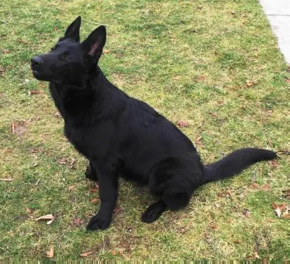 Ulani Jetta Von ShafferHaus