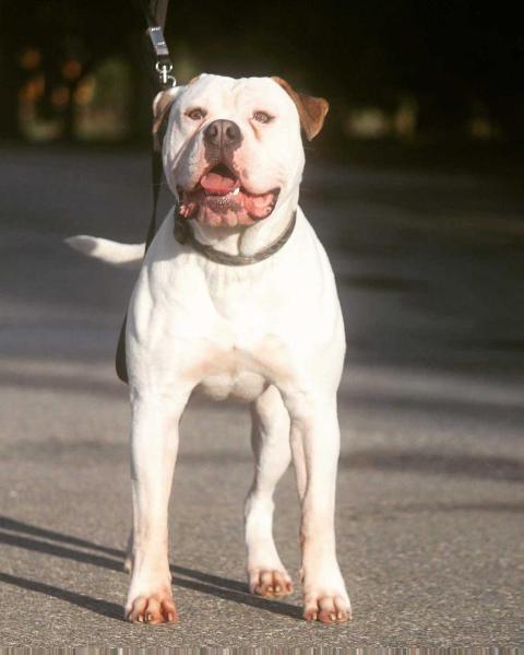 Sprenkels The Babadook