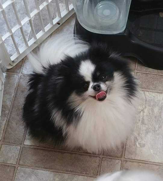 Chelanes Tri'N For Glory